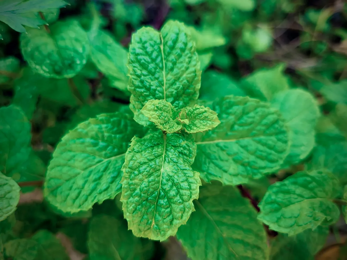 Menthe — feuilles fraîches (illustration)